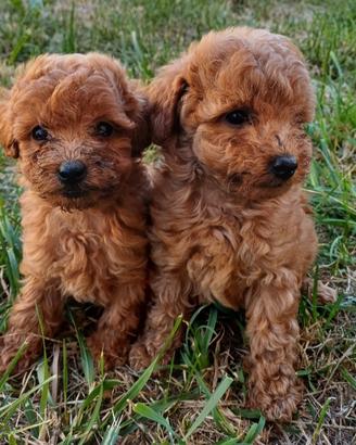 Cuccioli di barboncino toy