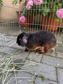 Cuccioli di coniglio