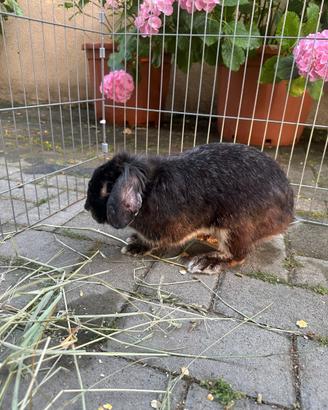 Cuccioli di coniglio
