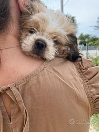 Shihtzu