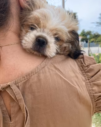 Shihtzu