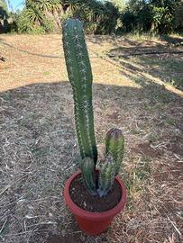 STENOCEREUS STELLATUS