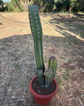 STENOCEREUS STELLATUS