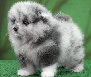 Spitz di Pomerania maschio occhi azzurri