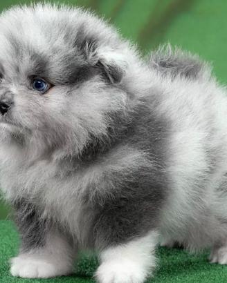 Spitz di Pomerania maschio occhi azzurri