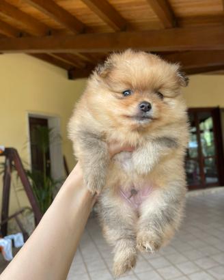 Pomerania maschio