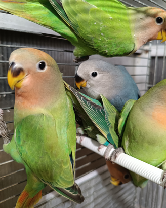 Inseparabili