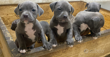 Cuccioli pitbull blunose pitbul pittbull amstaff