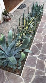 Pianta grassa Agave americana