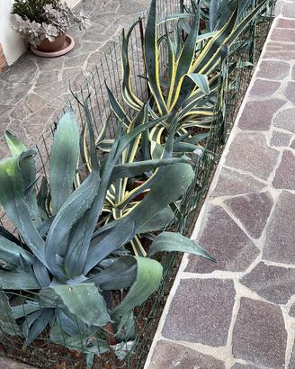 Pianta grassa Agave americana