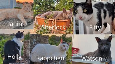 6 gatti meravigliosi in adozione