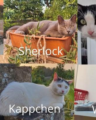 6 gatti meravigliosi in adozione