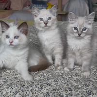 Cuccioli Ragdoll giugno 2025