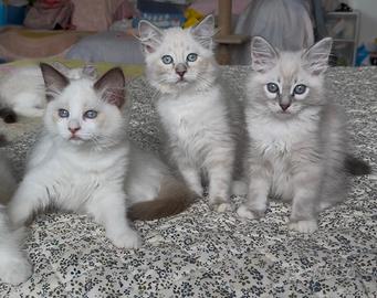 Cuccioli Ragdoll giugno 2025