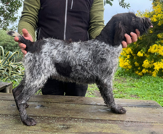 Cuccioli di Drahthaar