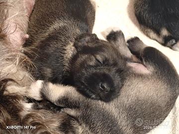 Cucciolata di schnauzer nani