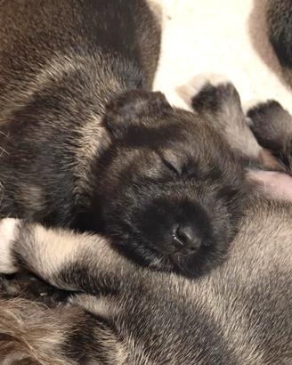 Cucciolata di schnauzer nani
