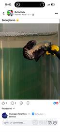 Betta Splendens
