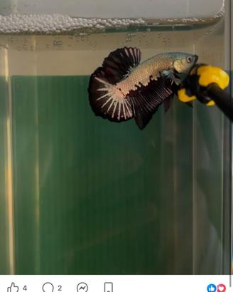 Betta Splendens