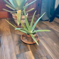 Aloe vera piccola - vaso 13 cm 