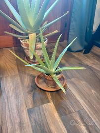 Aloe vera piccola - vaso 13 cm 