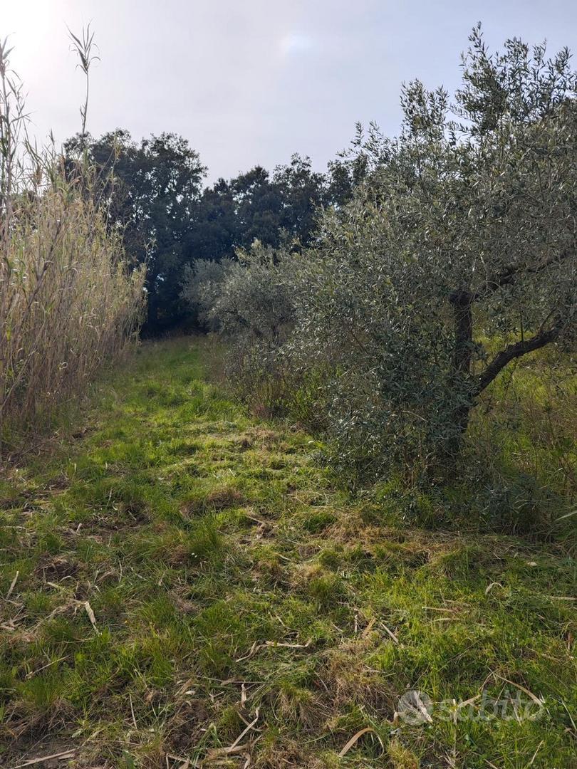 Terreno Agricolo - Gabbro (Rosignano Marit - Vista 3