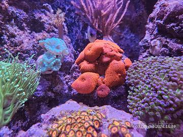 coralli acquario marino