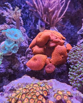 coralli acquario marino
