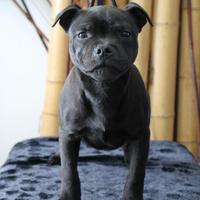 Staffordshire bull terrier