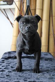 Staffordshire bull terrier