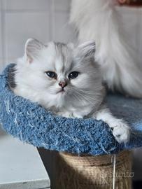 Cuccioli British Longhair con Pedigree