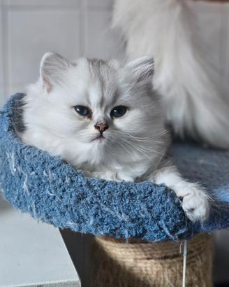 Cuccioli British Longhair con Pedigree