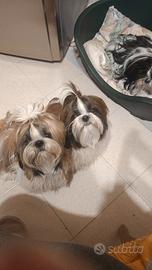 Cuccioli shih-tzu