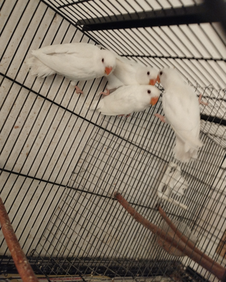 Inseparabili
