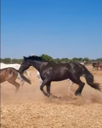 Cavallo spagnolo