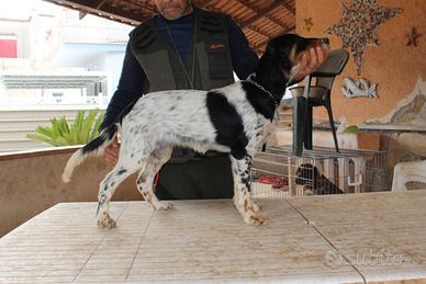 Cucciola setter inglese - STAR