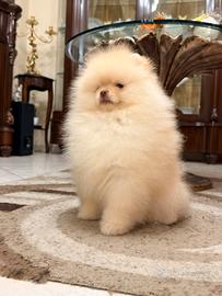 Spitz di Pomerania nano, pedigree Enci