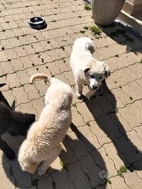 Cuccioli di malamute metocci