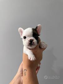 Bulldog francese