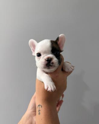 Bulldog francese