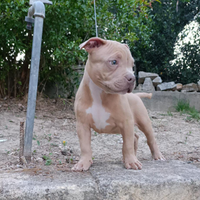 Pitbull