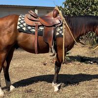 Cavallo quarter horse