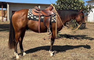 Cavallo quarter horse