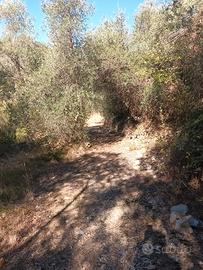 Terreno Uliveto