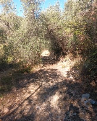 Terreno Uliveto