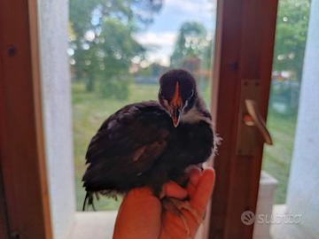 Pulcini di galline ovaiole australorp blu e nero