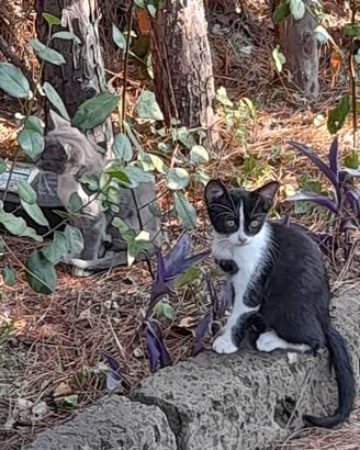 gattini da adottare