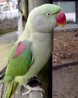 Pappagallo grande alessandrino