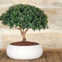 Bonsai di mirto