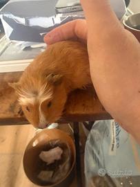 Porcellini d'india - cavie